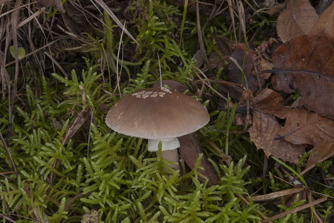 E'' una Amanita?